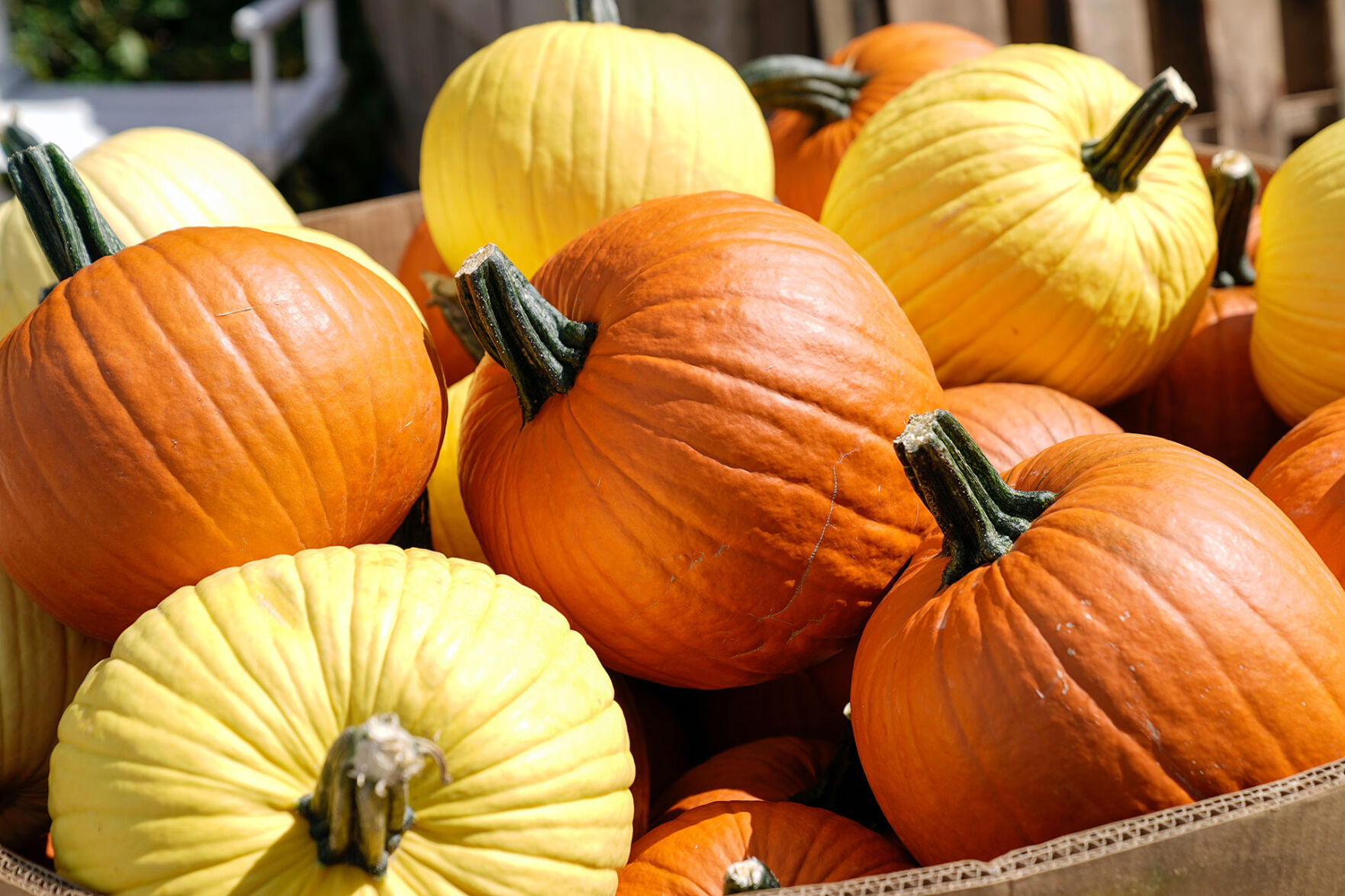 Georges-Market-pumpkin.jpg